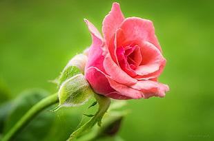 closeup photography of pink Rose flower