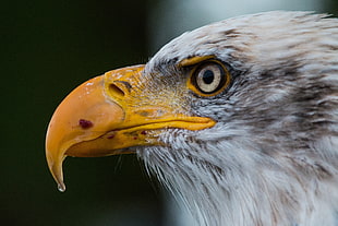 shallow photo of bald eagle