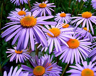 purple daisies in focus photography HD wallpaper