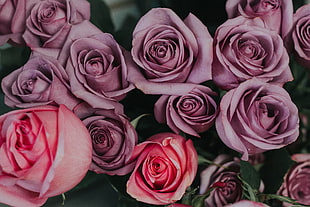pink rose flowers, Roses, Bouquet, Petals