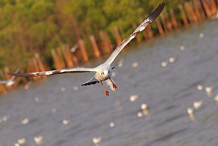 white pelican, Seagull, Bird, Sea