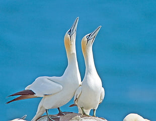 two white ducks beside each other on top of gray rock