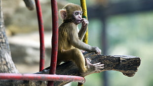 yellow monkey sitting on brown tree branch HD wallpaper