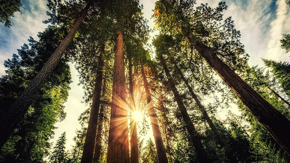 standing tree on the forest under blu sky HD wallpaper