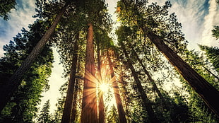standing tree on the forest under blu sky