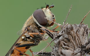 micro photo of brown and orange hoverfly