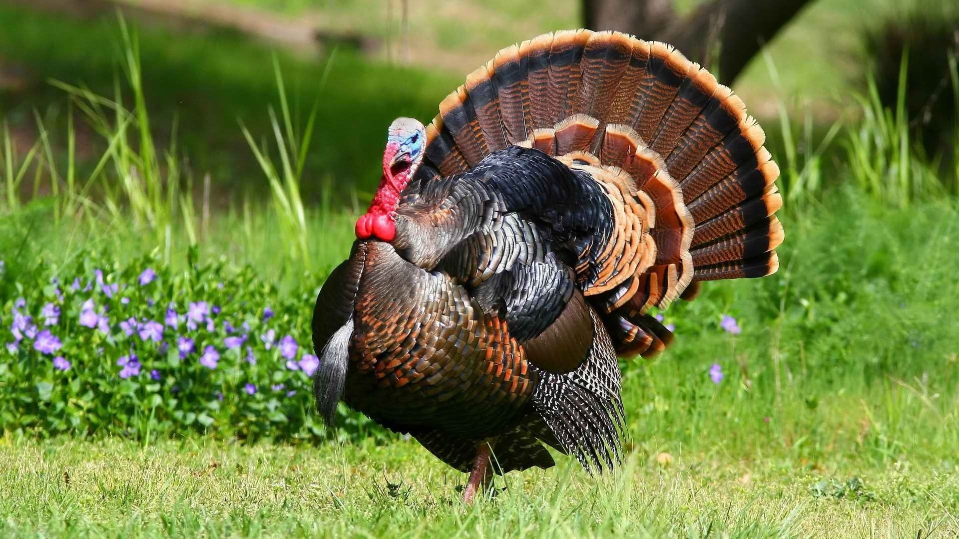 black, brown, and red turkey in green grass