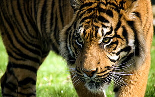 closeup photo of Tiger