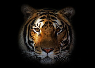 photo of Tiger Face