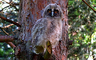 grey owl on tree branch