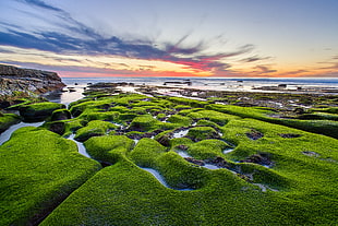 green grass covered islands during golden hou HD wallpaper