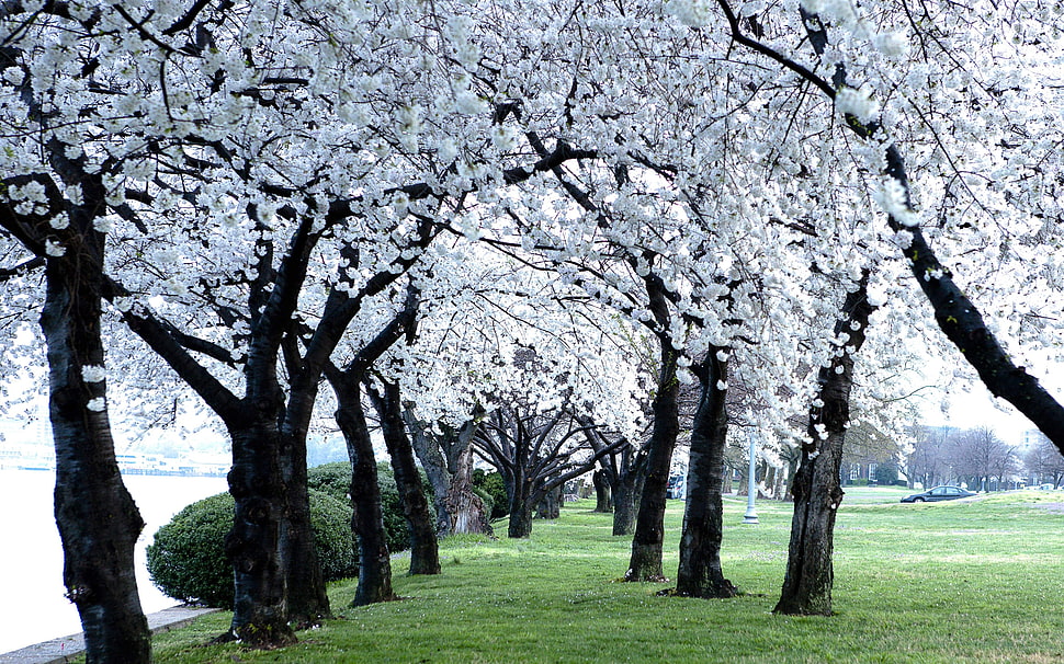 white Cherry Blossoms HD wallpaper