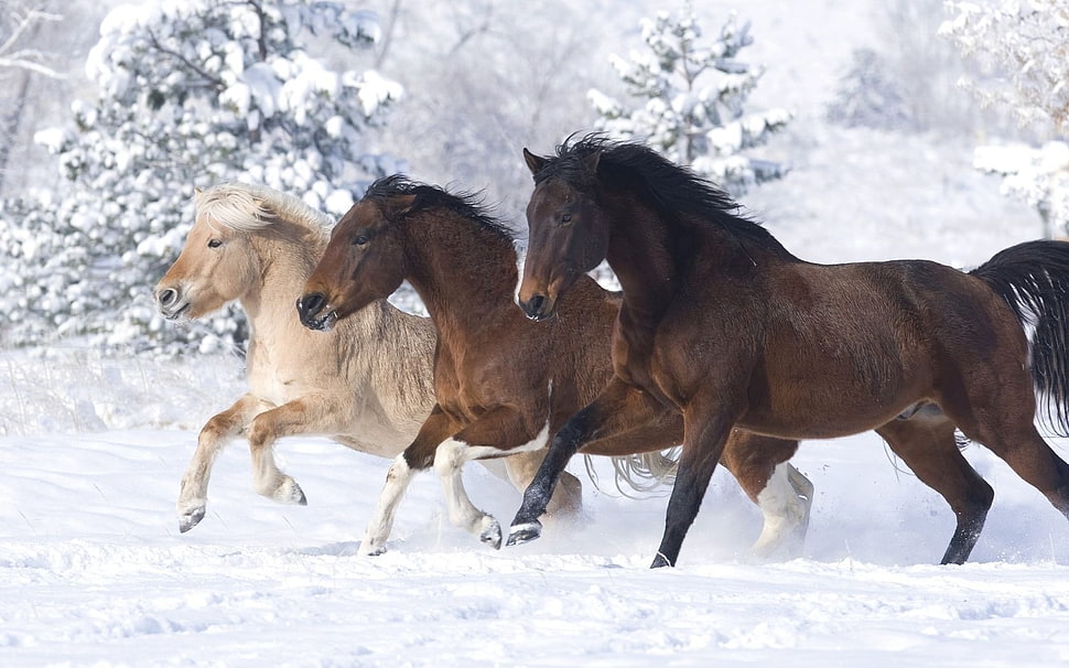 photo of three horse on the snow during day time HD wallpaper