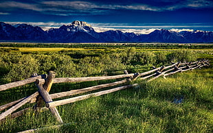 brown wooden fence, nature, landscape, grass, fence HD wallpaper