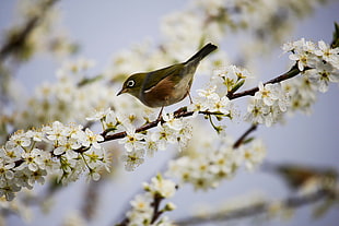 gray and brown bird perching on white cherry blossom flowers