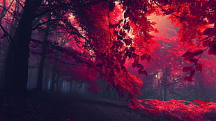sun rays through red trees HD wallpaper