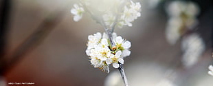 white 5-petaled flower, flowers