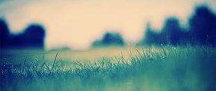 green grass, ultra-wide, depth of field, nature