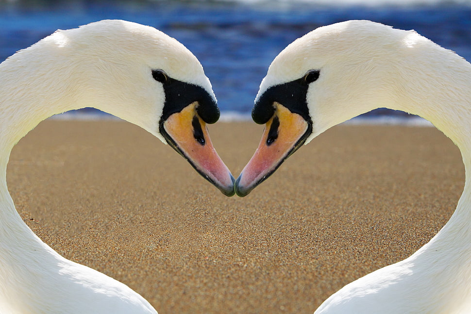 closeup photo of two white swans HD wallpaper