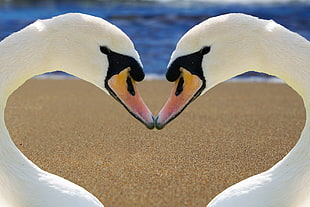 closeup photo of two white swans