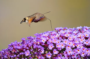 Hummingbird Moth flying above purple flowers during daytime, macroglossum stellatarum