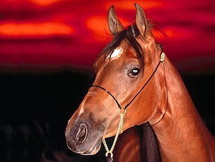 close up photography of brown horse