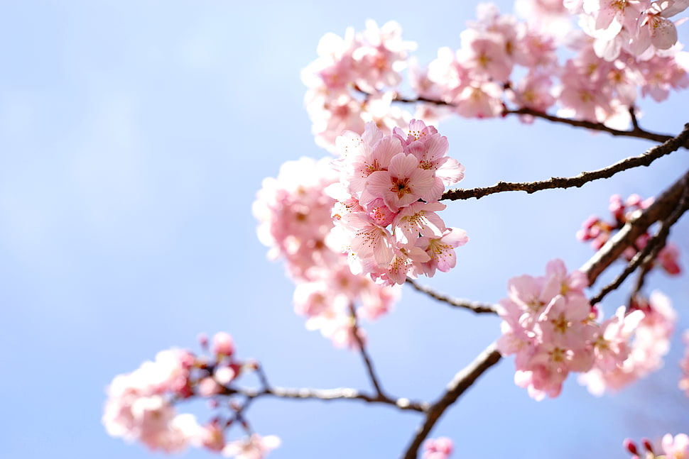 close up focus photo of pink cherry blossoms at daytime HD wallpaper
