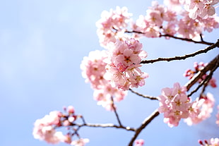 close up focus photo of pink cherry blossoms at daytime