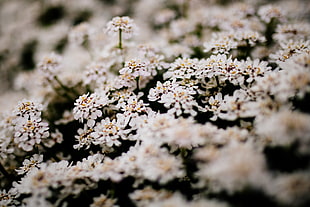white hepatica flowers, Flowers, Bush, Blossom HD wallpaper