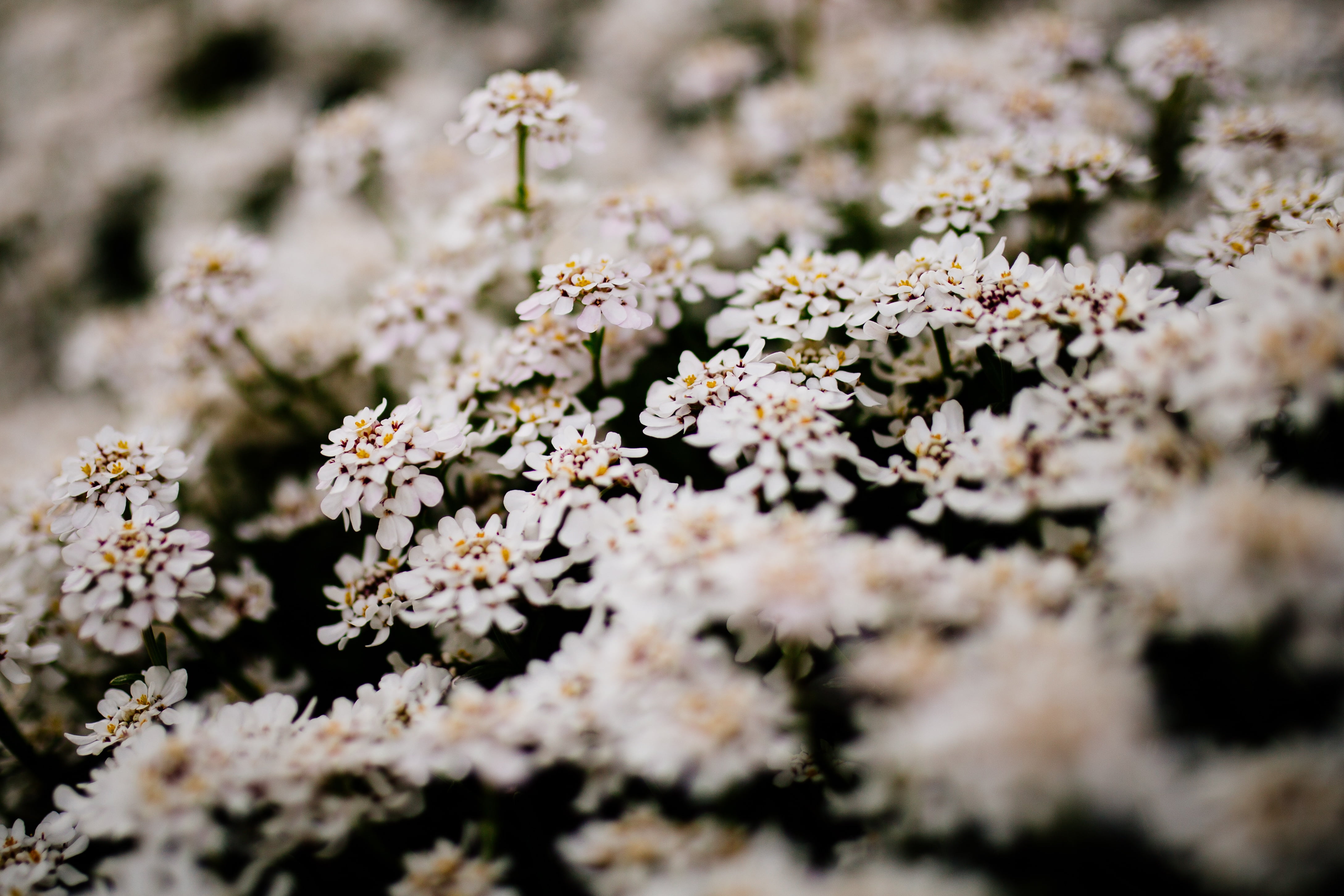 white hepatica flowers, Flowers, Bush, Blossom