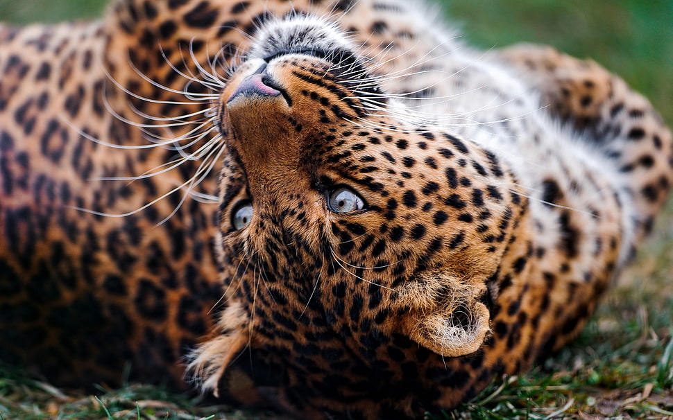 leopard lying on the green grass pohto HD wallpaper