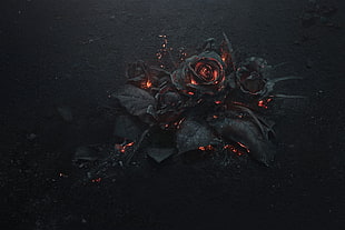 rose, ash, burning, black HD wallpaper