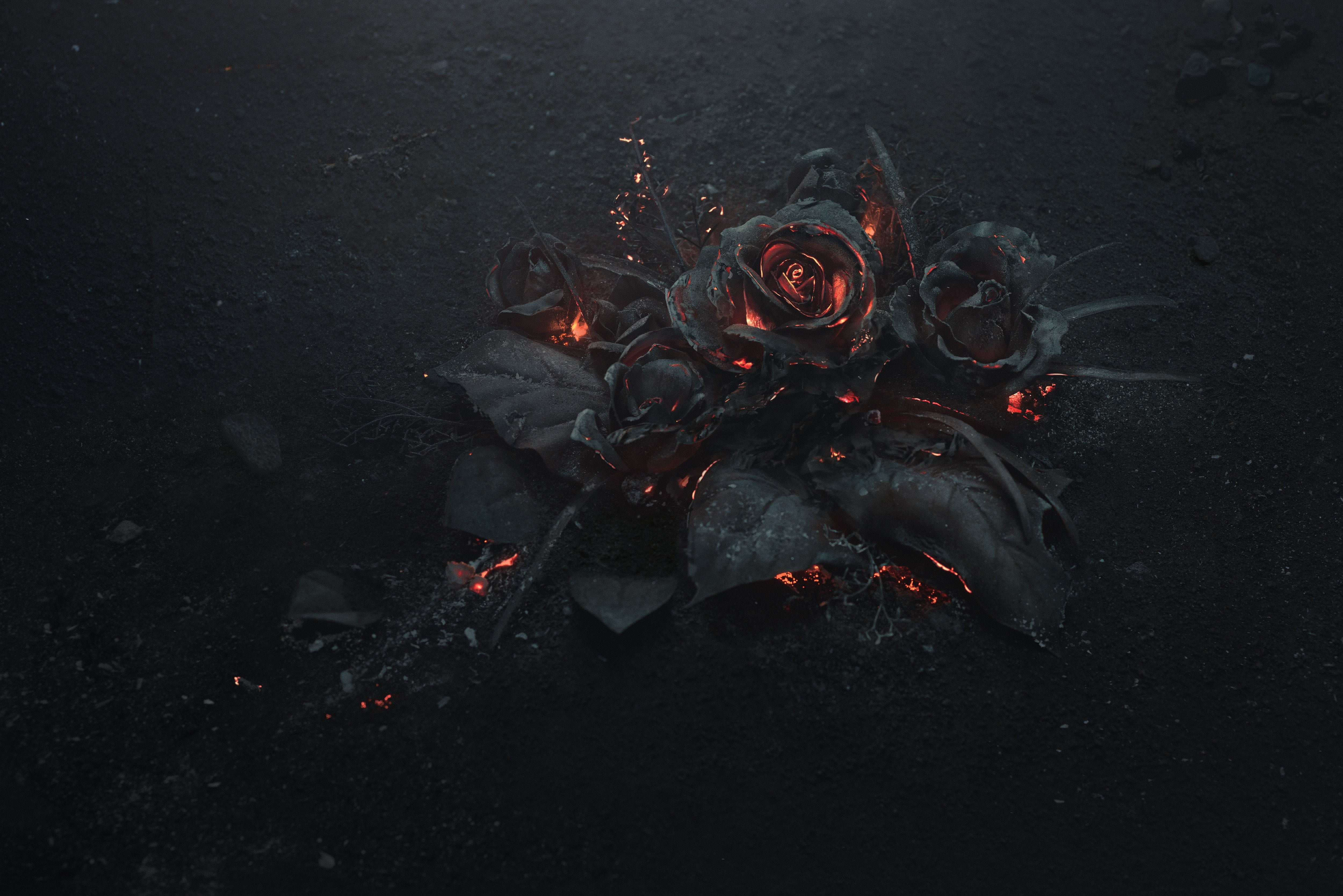 Rose Ash Burning Black Hd Wallpaper Wallpaper Flare