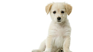photography of light Golden Retriever puppy HD wallpaper
