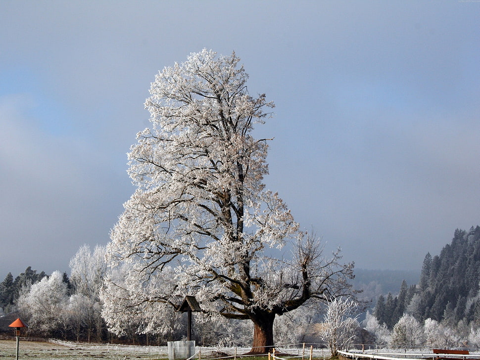white leaves tree during daytime HD wallpaper