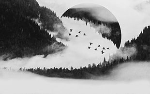 grayscale photo of flying bird photo, forest, trees, birds, photo manipulation HD wallpaper