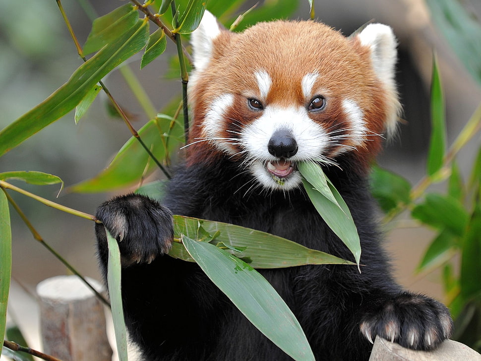 red Panda eating green leaf plant HD wallpaper