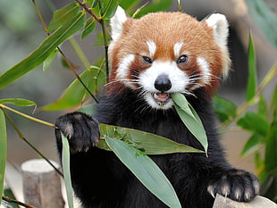 red Panda eating green leaf plant