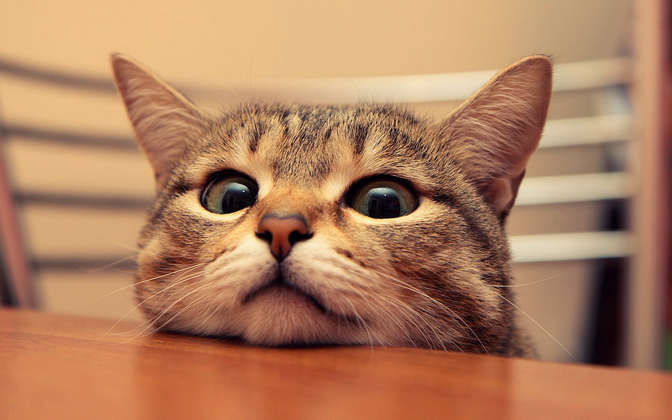 silver Tabby cat on brown wooden table HD wallpaper