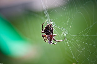 black Barn Spider on spider web in closeup photography HD wallpaper