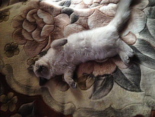 gray Siamese cat, cat, animals HD wallpaper