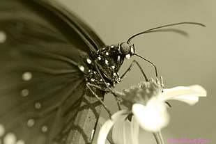 black butterfly on white petal flower HD wallpaper