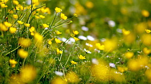 selective focus photography of yellow and white flowers in bloom