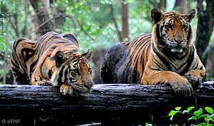 two tigers sitting on a wood log