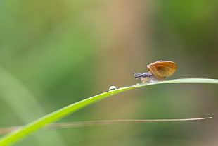 close-up photography of snail on linear leaf plant