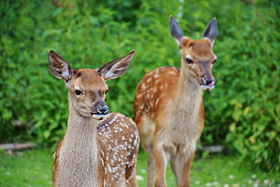 selective focus of two doe deer HD wallpaper