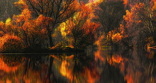 red leafed trees by water, nature, landscape, fall, colorful