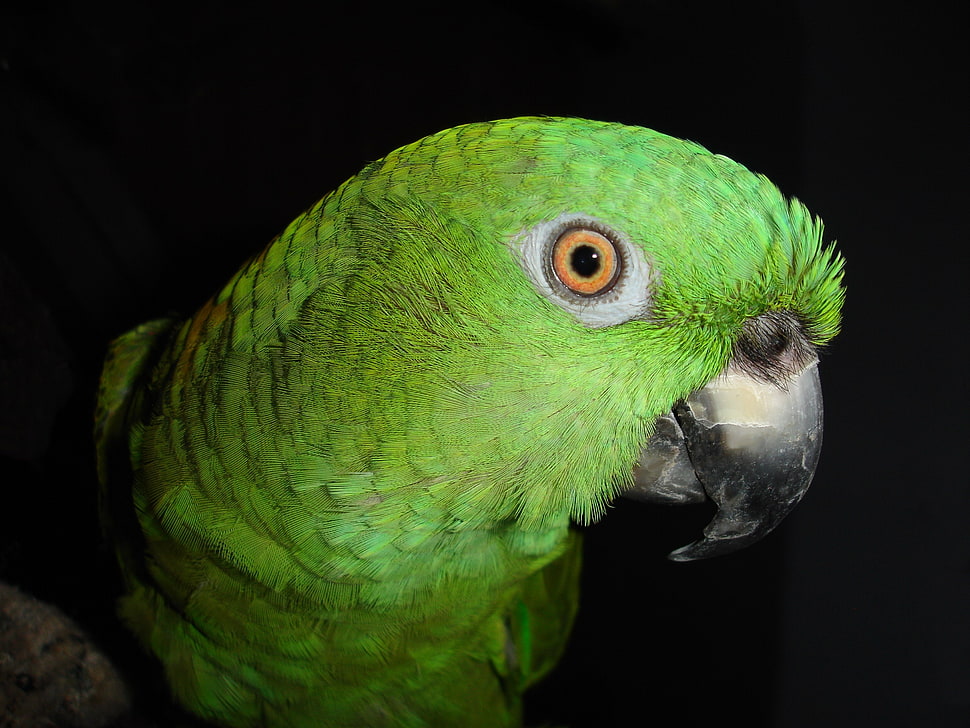green parrot HD wallpaper