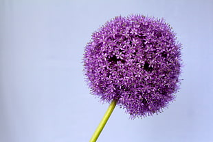 purple dandelion HD wallpaper