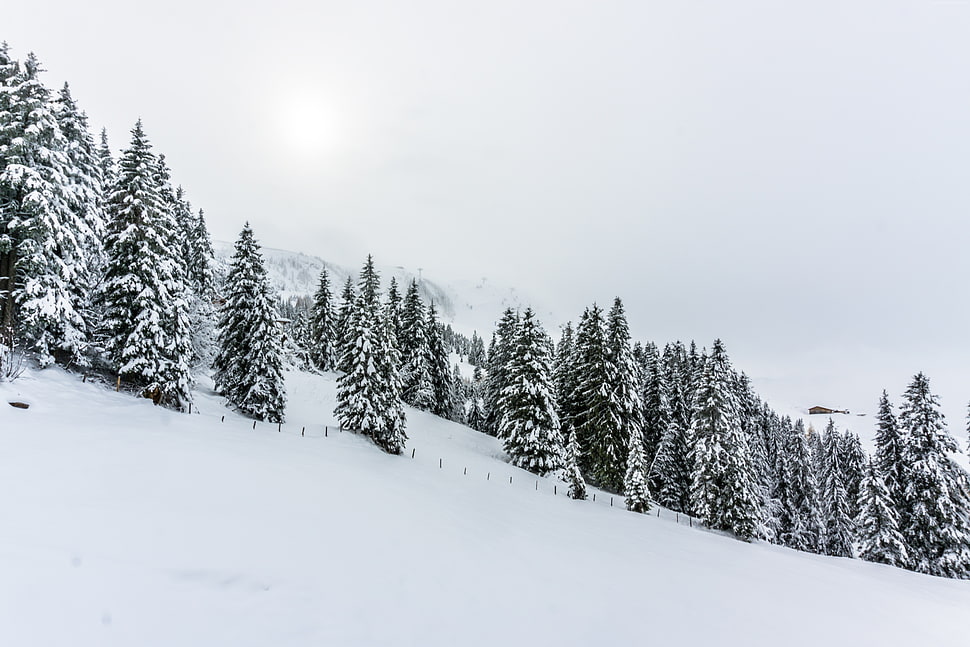 snow covered forest HD wallpaper